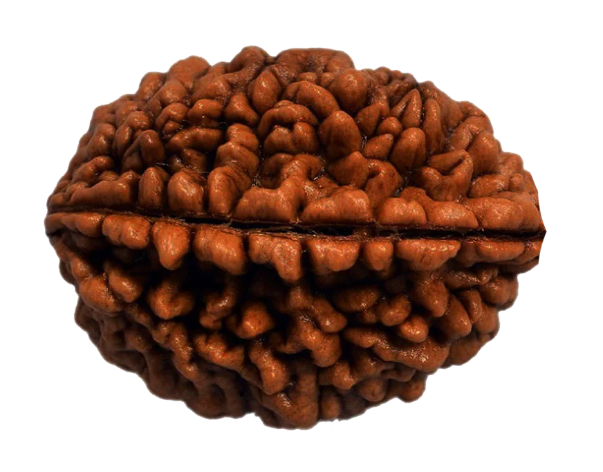 Rudraksha