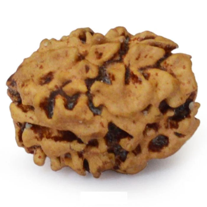 2 MUKHI RUDRAKSHA