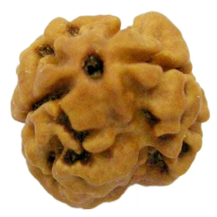 2 MUKHI RUDRAKSHA