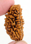 1 MUKHI RUDRAKSHA CERTIFIED