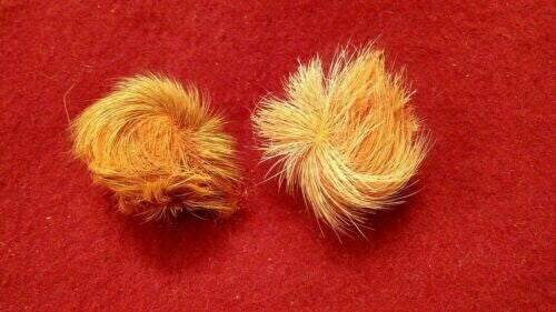 Siyar Singhi Energised Male & Female Pair