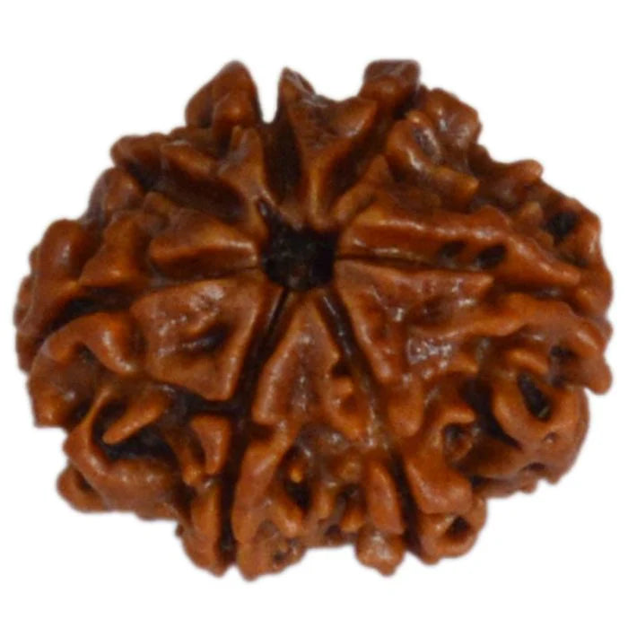 7 MUKHI CERTIFIED RUDRAKSH NEPAL Pendent in Silver