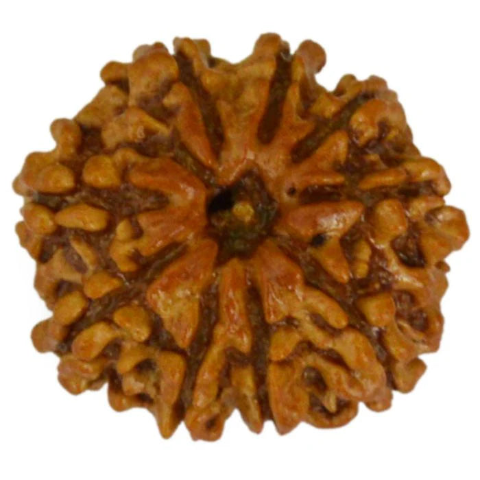 9 MUKHI CERTIFIED RUDRAKSHA (NEPAL ORIGIN)
