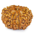 9 MUKHI CERTIFIED RUDRAKSHA (NEPAL ORIGIN)