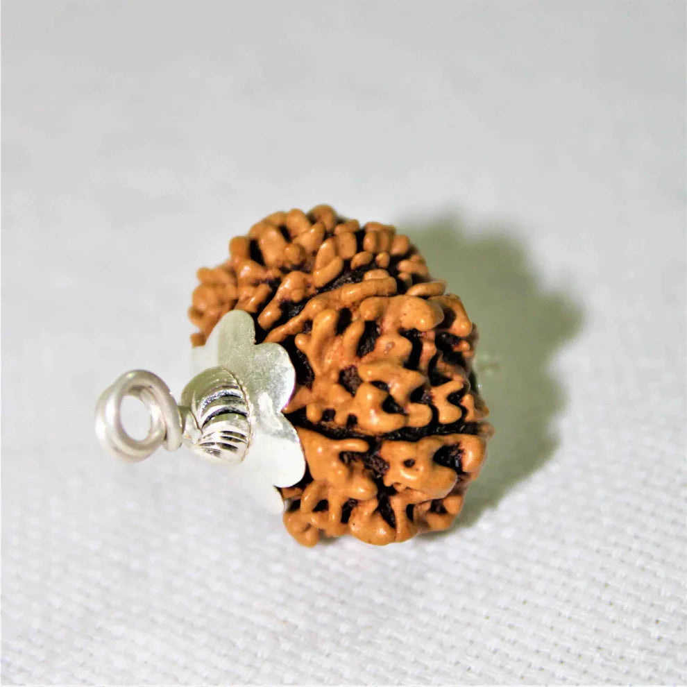 11 MUKHI CERTIFIED RUDRAKSHA (NEPALI ORIGIN)