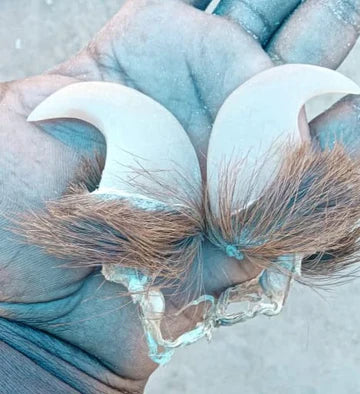 Natural Lion Claw Pair Pendants – Symbol of Power Protection