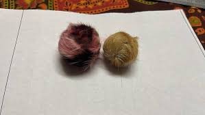 Siyar Singhi Energised Male & Female Pair