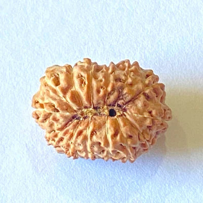 14 MUKHI CERTIFIED RUDRAKSHA (NEPAL)