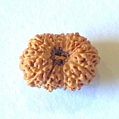 14 MUKHI CERTIFIED RUDRAKSHA (NEPAL)