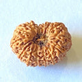 14 MUKHI CERTIFIED RUDRAKSHA (NEPAL)