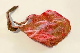 Kali Billi Ki Jer / Nal ( Energized Cat’s Umbilical Cord) #The Ultimate Secret to Wealth & Business Success