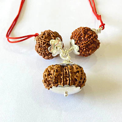 7,8 & 14 Mukhi Rudraksha Combination For (Brokers & Indsutrialists)