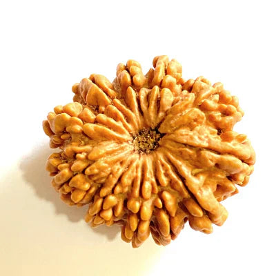 11 MUKHI CERTIFIED RUDRAKSHA (NEPALI ORIGIN)