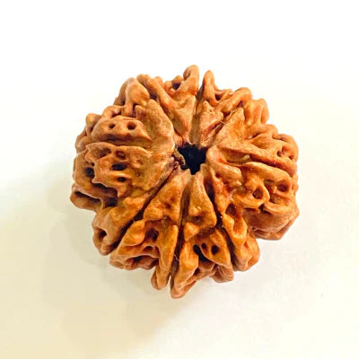 8 MUKHI CERTIFIED RUDRAKSHA (NEPALI ORIGIN)