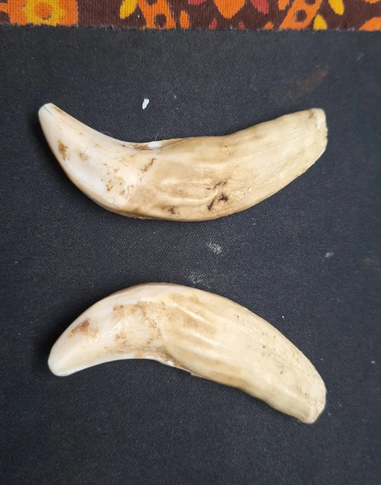 Original Shukar Dant Energized 4-5 cm