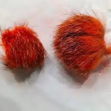 Siyar Singhi Energised Male & Female Pair