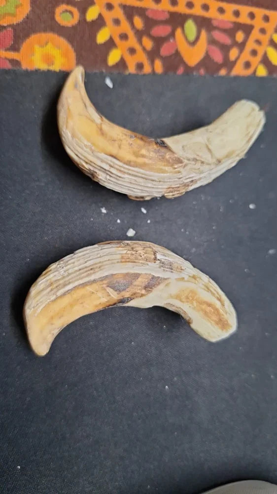 Original Shukar Dant Energized 4-5 cm